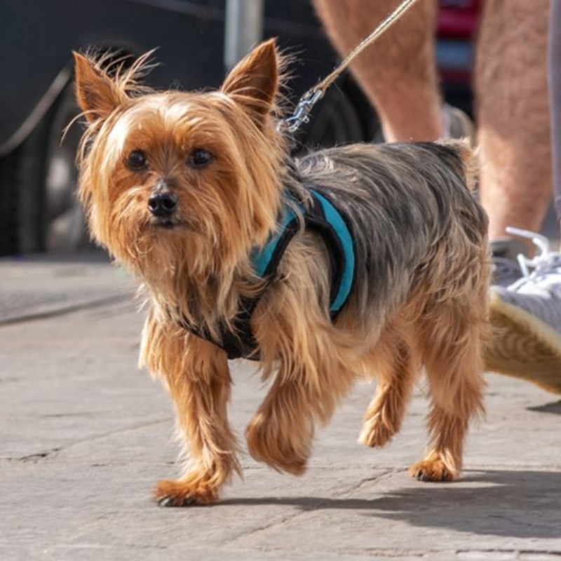 Playful Yorkie running in the park with a toy ball, showing energy, wellness, and healthy lifestyle.