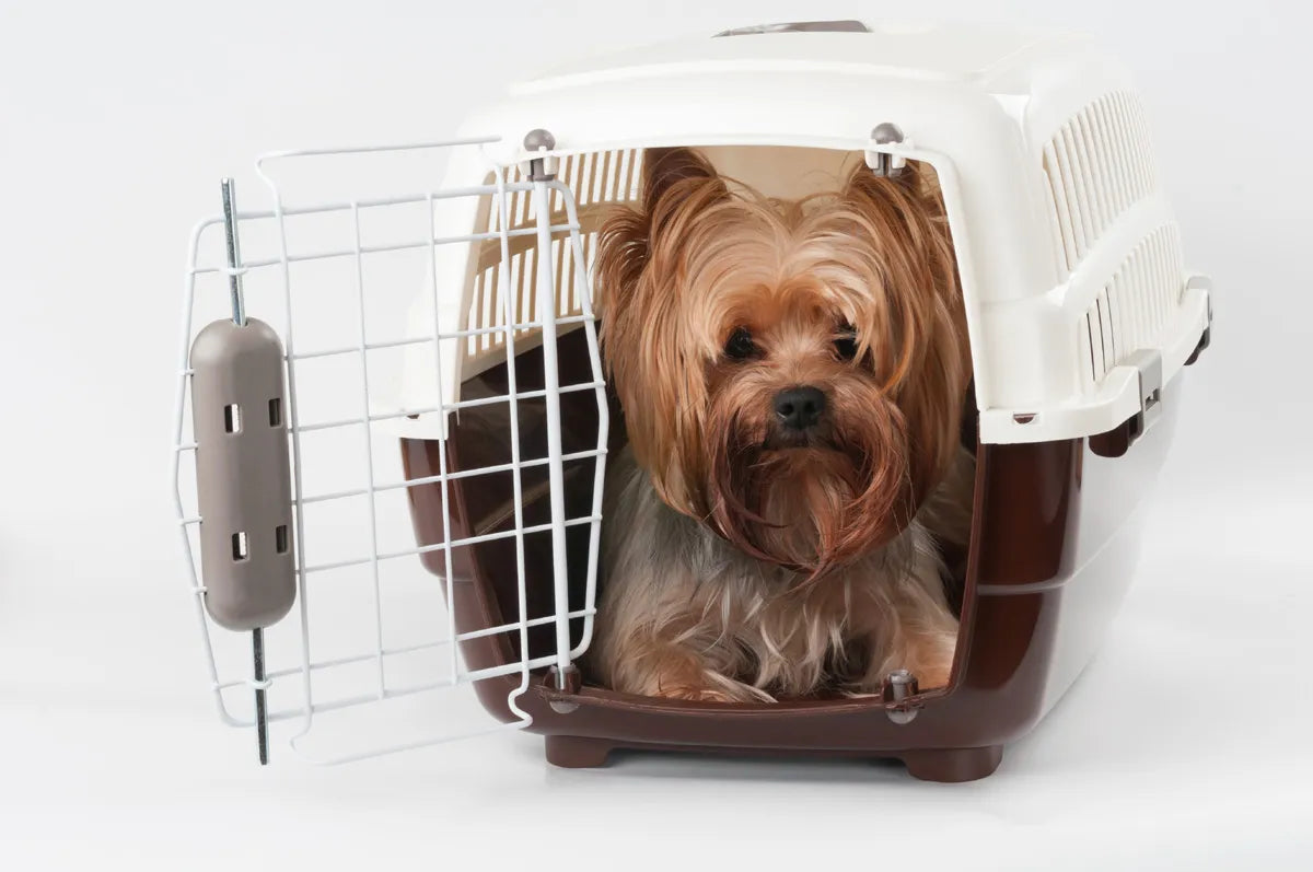 Traveling with Your Yorkie – Stress-Free Tips for Pet Parents