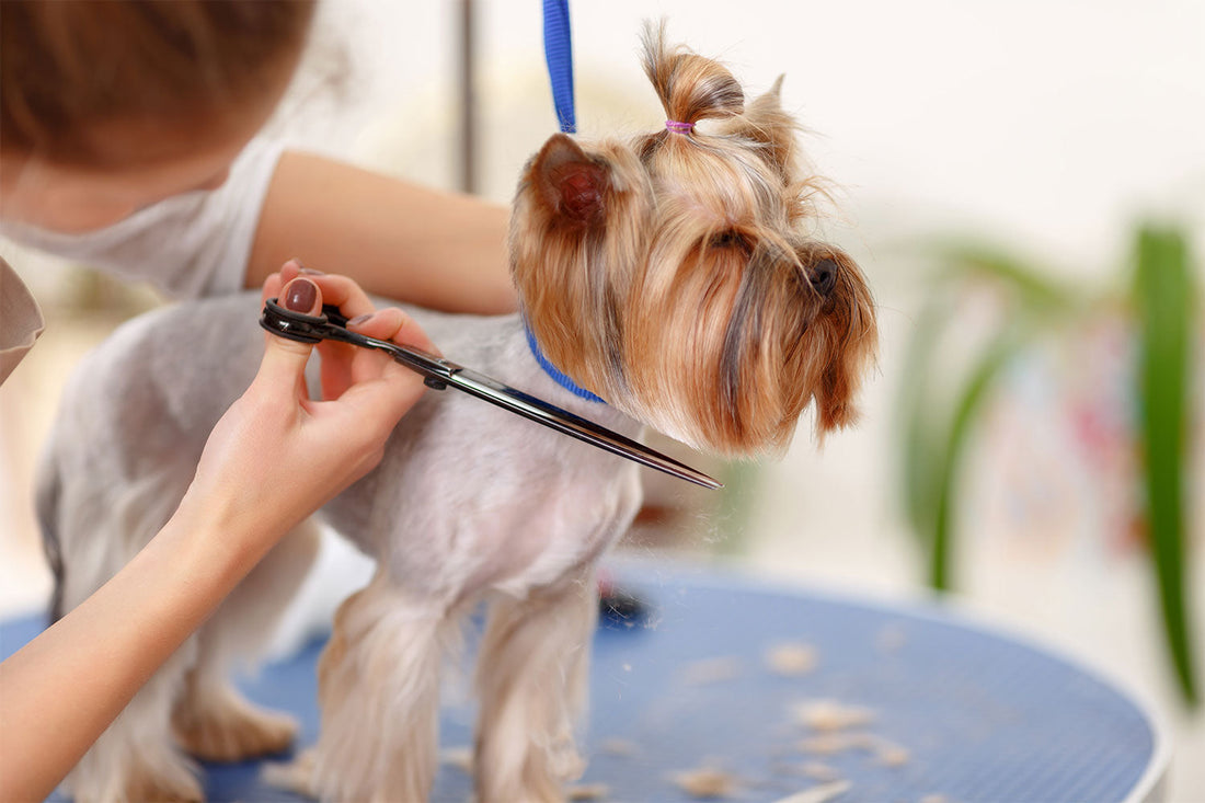 Yorkie Grooming 101 – How to Keep Your Pup Looking Paw-fect