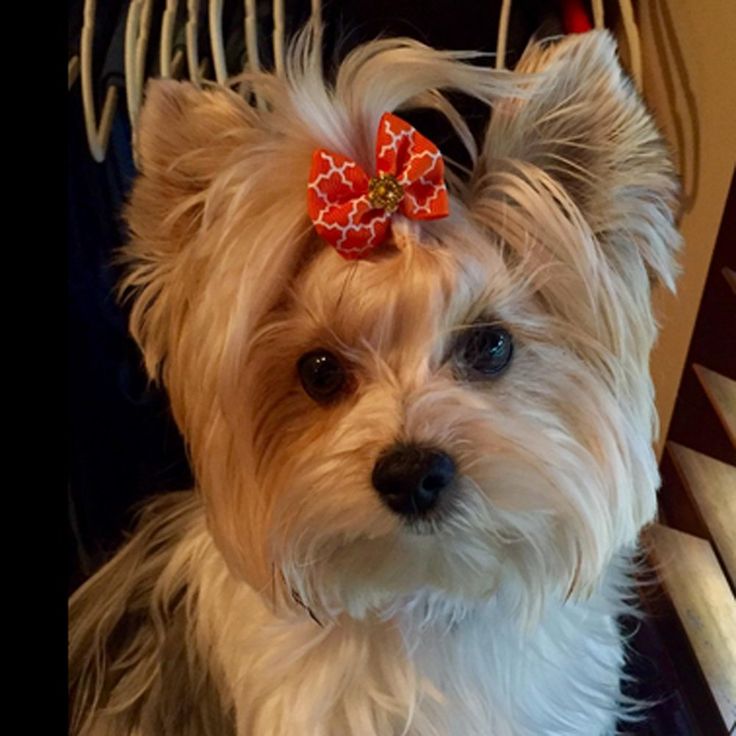 “Adorable pet bows for dogs – Max the Yorkie”