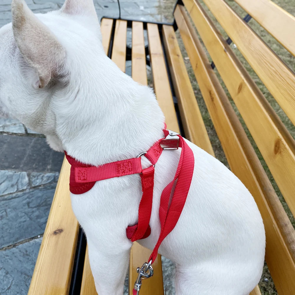 Harness and Leash for Small and Medium Dogs