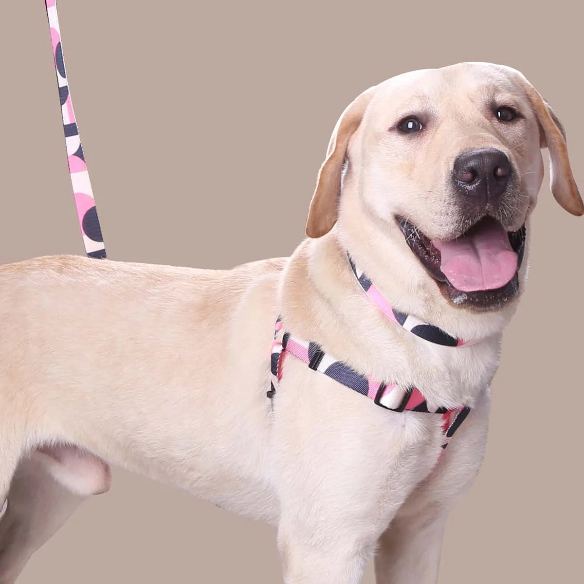 Comfortable Adjustable Size Dog Harness and Leash