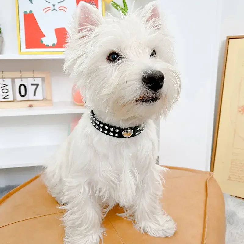 Fashion Yorkie Dog Party Collar