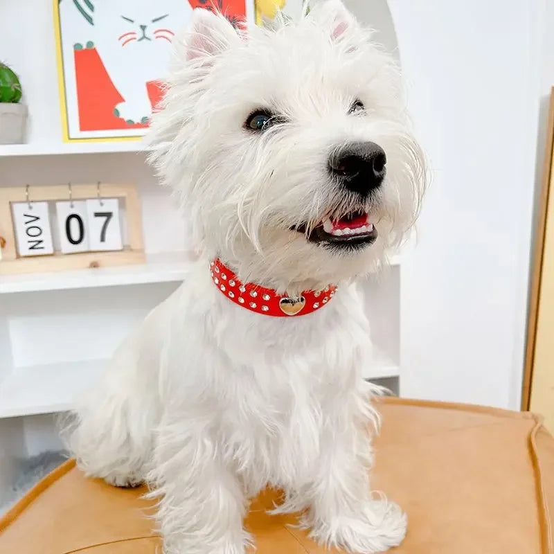 Fashion Yorkie Dog Party Collar