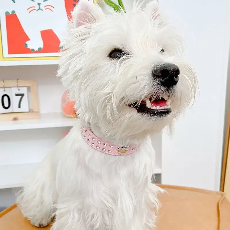 Fashion Yorkie Dog Party Collar