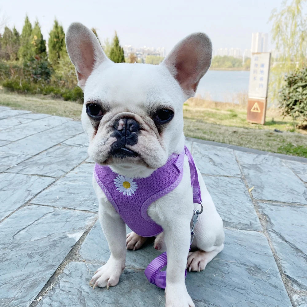 Harness and Leash for Small and Medium Dogs