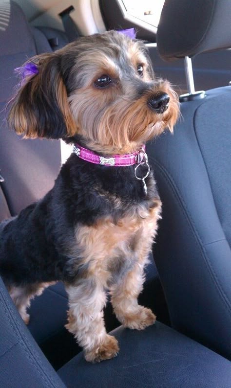 Max the Yorkie